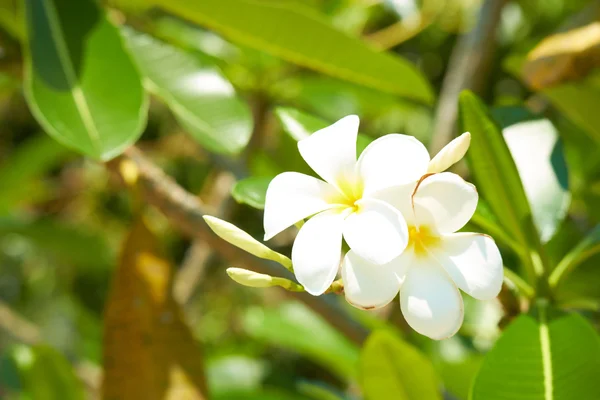 Drzewo z białych kwiatów w Tajlandii — Zdjęcie stockowe