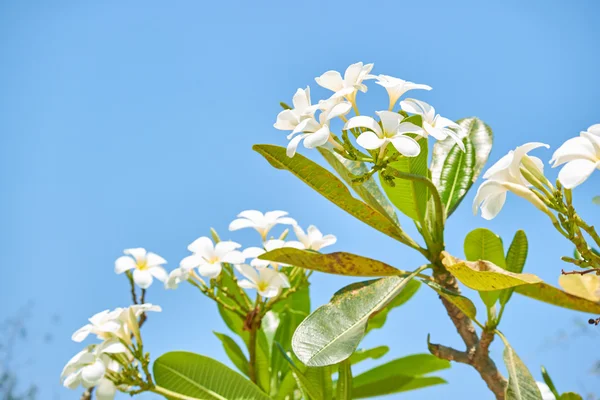 Árbol con flores blancas en Tailandia —  Fotos de Stock
