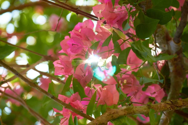 Rosa blomster på tre – stockfoto