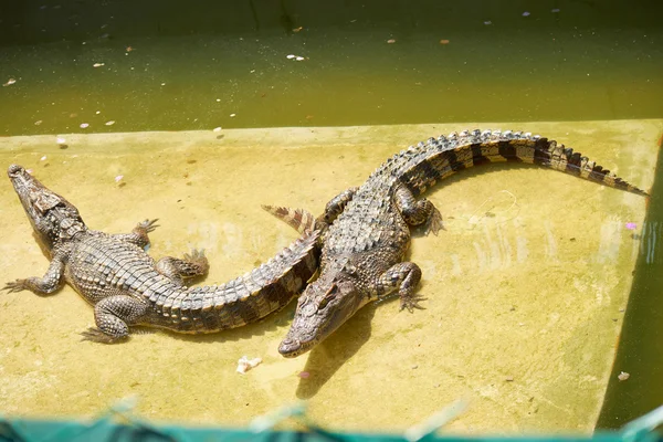 Stora krokodiler i Thailands djurpark — Stockfoto