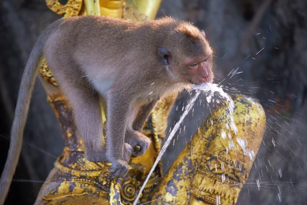 Dziki małpa napoje wody — Zdjęcie stockowe
