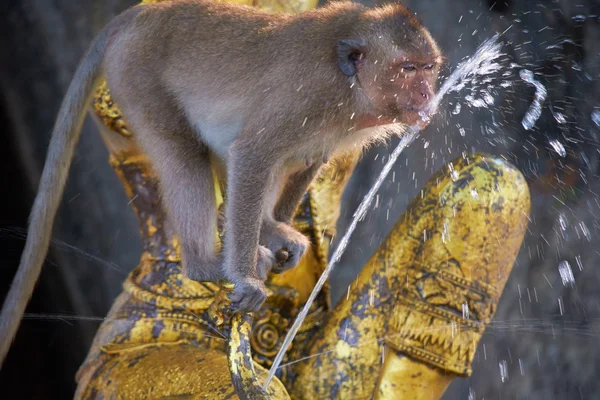 야생 원숭이 음료 물 — 스톡 사진