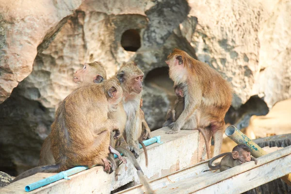 Małpy w zoo w Tajlandii — Zdjęcie stockowe