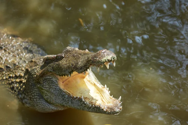 Nagy krokodil Vietnamban — Stock Fotó