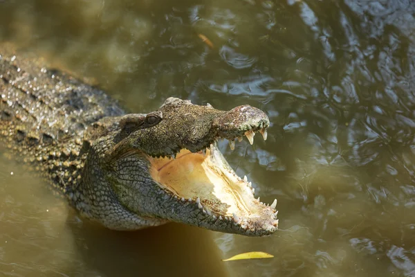 Nagy krokodil Vietnamban — Stock Fotó