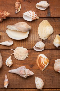Deniz kabuklarını vintage ahşap tablo 