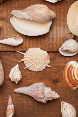 Deniz kabuklarını vintage ahşap tablo 