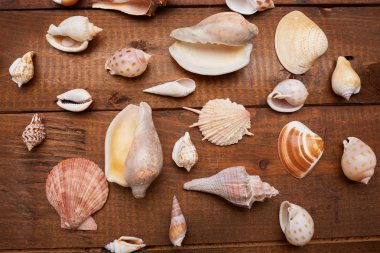 Deniz kabuklarını vintage ahşap tablo 