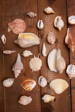 Deniz kabuklarını vintage ahşap tablo 
