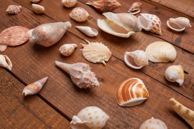 Deniz kabuklarını vintage ahşap tablo 