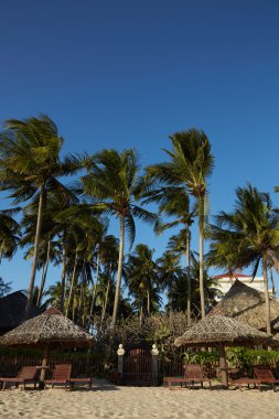 Vietnam palmiye ağaçları ile manzaralar