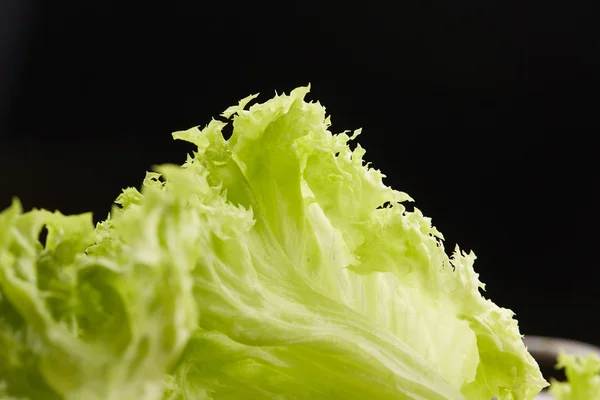 Foglie fresche di lattuga verde — Foto Stock