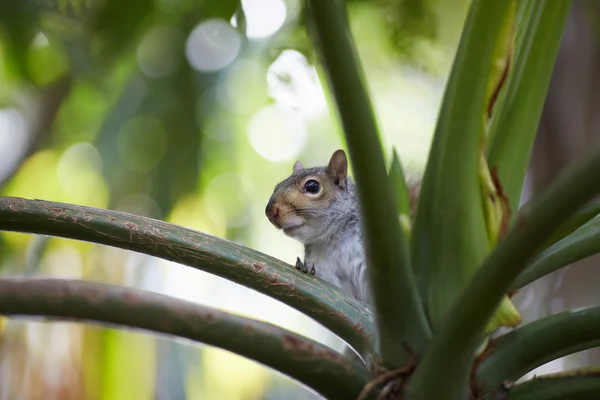 Squirrellittle squirrel on tree — Stock Photo, Image