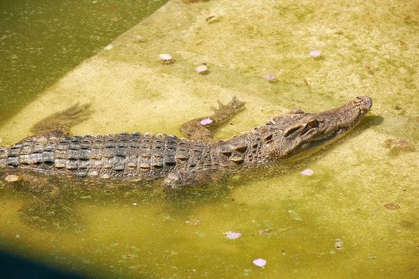 Grote krokodil in de dierentuin van Thailand — Stockfoto