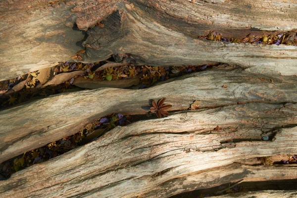 Gamla träbrädan struktur — Stockfoto