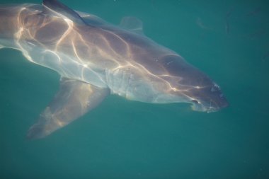 Büyük beyaz köpekbalığı Denizi