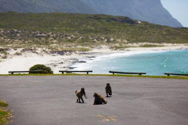Maymunlar Cape Town