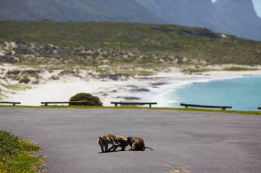 Maymunlar Cape Town