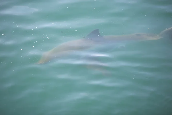 大白鲨在海 — 图库照片