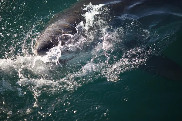 Gran tiburón blanco en el mar — Foto de Stock