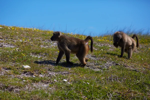 Πίθηκοι στο Κέιπ Τάουν — Φωτογραφία Αρχείου