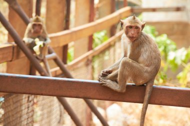Maymunlar Hayvanat Bahçesi Tayland