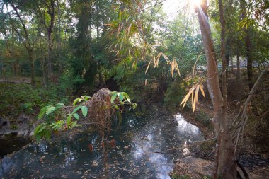 ormandaki nehir üzerinde köprü