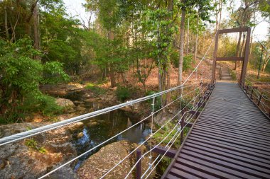 nehir orman üzerinde köprü