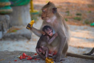 Tayland vahşi maymunlar