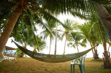 palmiyeler altında hamak