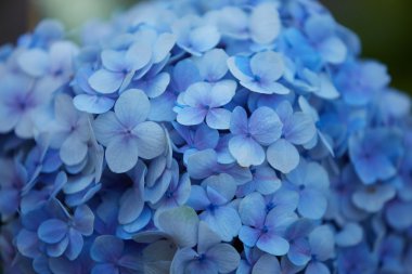 Vietnam mavi çiçekleri