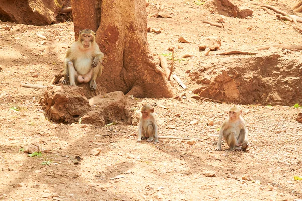 Małpy w zoo w Tajlandii — Zdjęcie stockowe