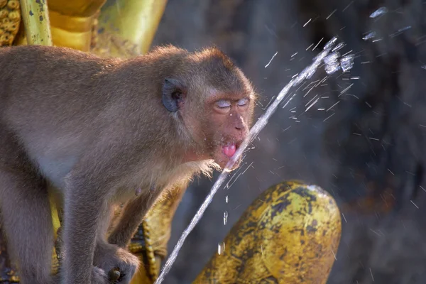 야생 원숭이 음료 물 — 스톡 사진