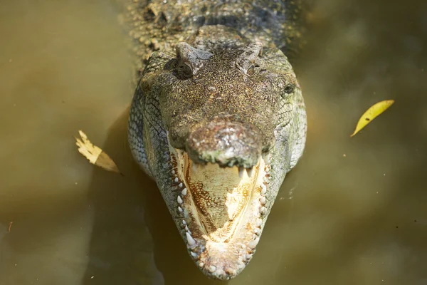 Великий Крокодил у В'єтнамі — стокове фото