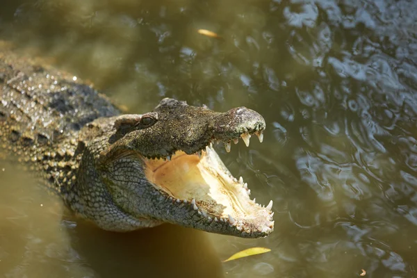 Nagy krokodil Vietnamban — Stock Fotó