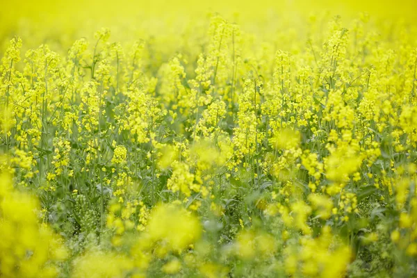 Rapsfält med gula blommor — Stockfoto