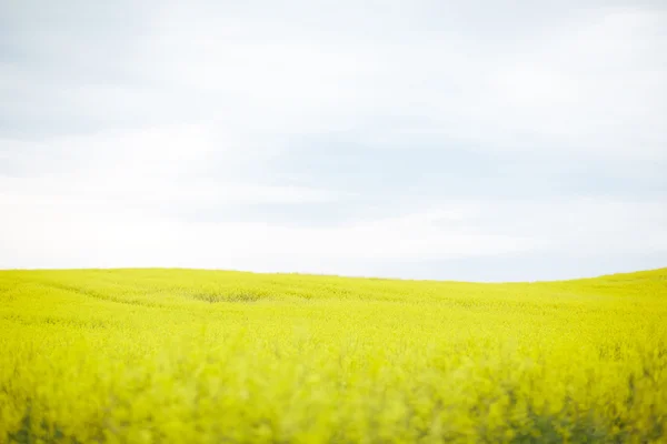 Αγρός ελαιοκράμβης με κίτρινα άνθη — Φωτογραφία Αρχείου