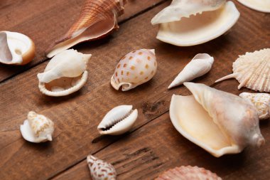 Deniz kabuklarını vintage ahşap tablo 