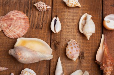 Deniz kabuklarını vintage ahşap tablo 