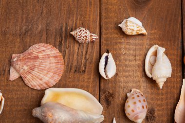 Deniz kabuklarını vintage ahşap tablo 