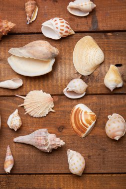 Deniz kabuklarını vintage ahşap tablo 