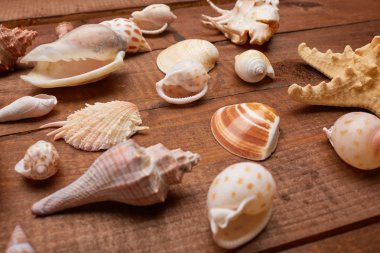 Deniz kabuklarını vintage ahşap tablo 