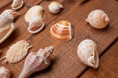 Deniz kabuklarını vintage ahşap tablo 