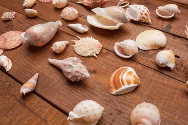 Deniz kabuklarını vintage ahşap tablo 