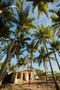 Vietnam palmiye ağaçları ile manzaralar