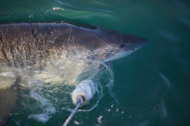 Büyük beyaz köpekbalığı Denizi