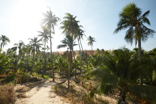 Paisajes con palmeras en Vietnam — Foto de Stock