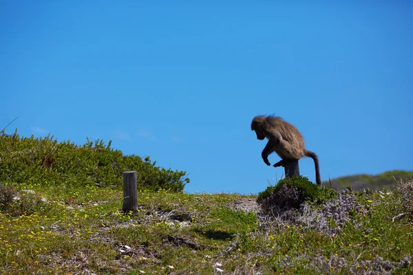 Singe au Cap — Photo