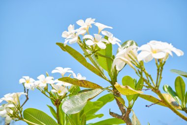Beyaz çiçeklerle çiçek açan ağaç.