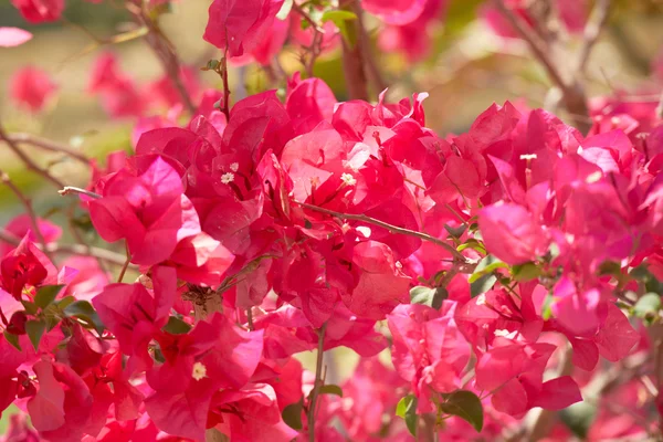 Flores roxas rosa em uma árvore — Fotografia de Stock